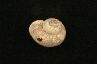 藏品(臺灣大山蝸牛)的圖片